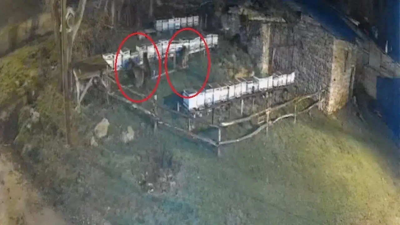 Bayburt’ta korku dolu gece: Aç ayılar barakaların saclarını büküp arıları talan etti