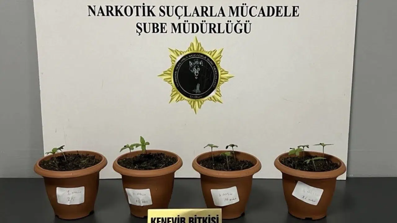 Samsun’da zehir tacirlerine geçit yok: Üç ilçede eş zamanlı baskın