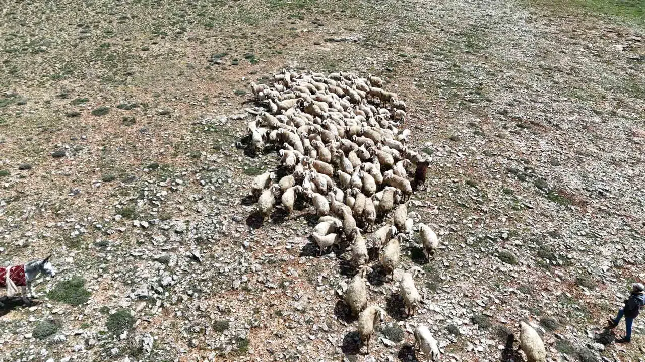 Baharın müjdecisi meralara yansıdı: Malatya’da 400 küçükbaş hayvan doğaya salındı
