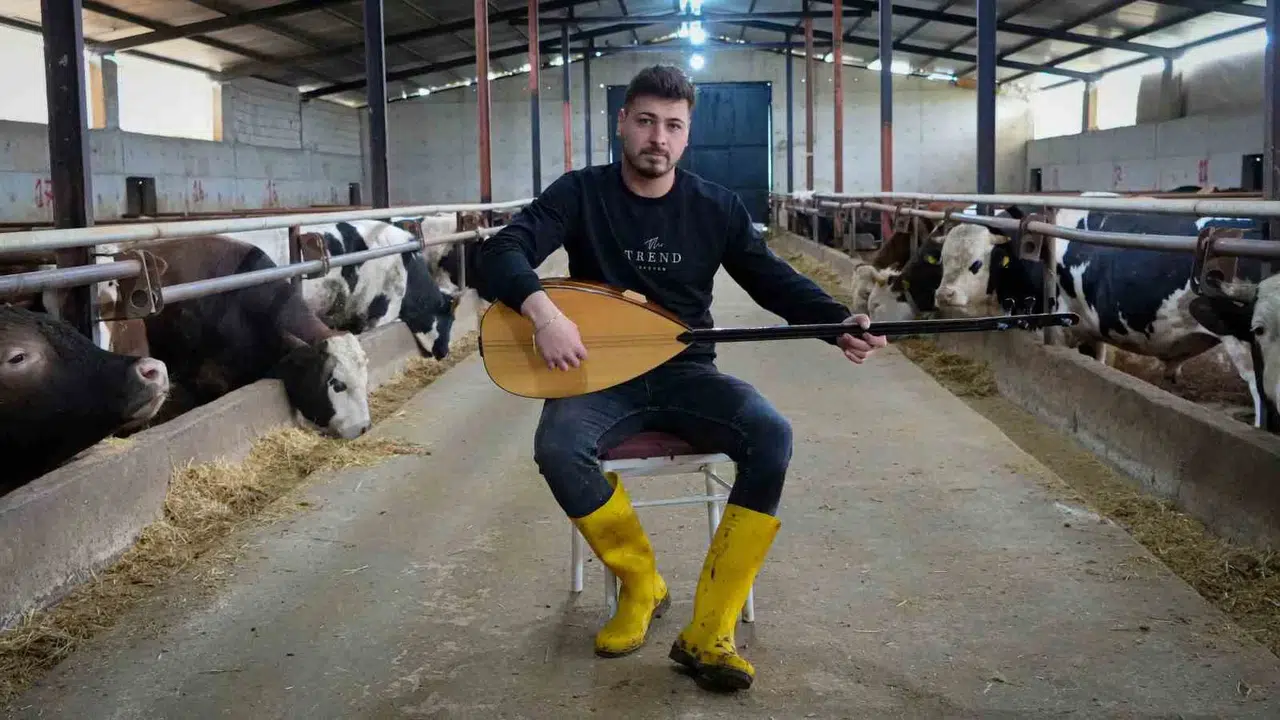 Ankara'da Neşet Ertaş ezgileriyle besicilik: Hayvanlarına konser verip yağlarını eritiyor