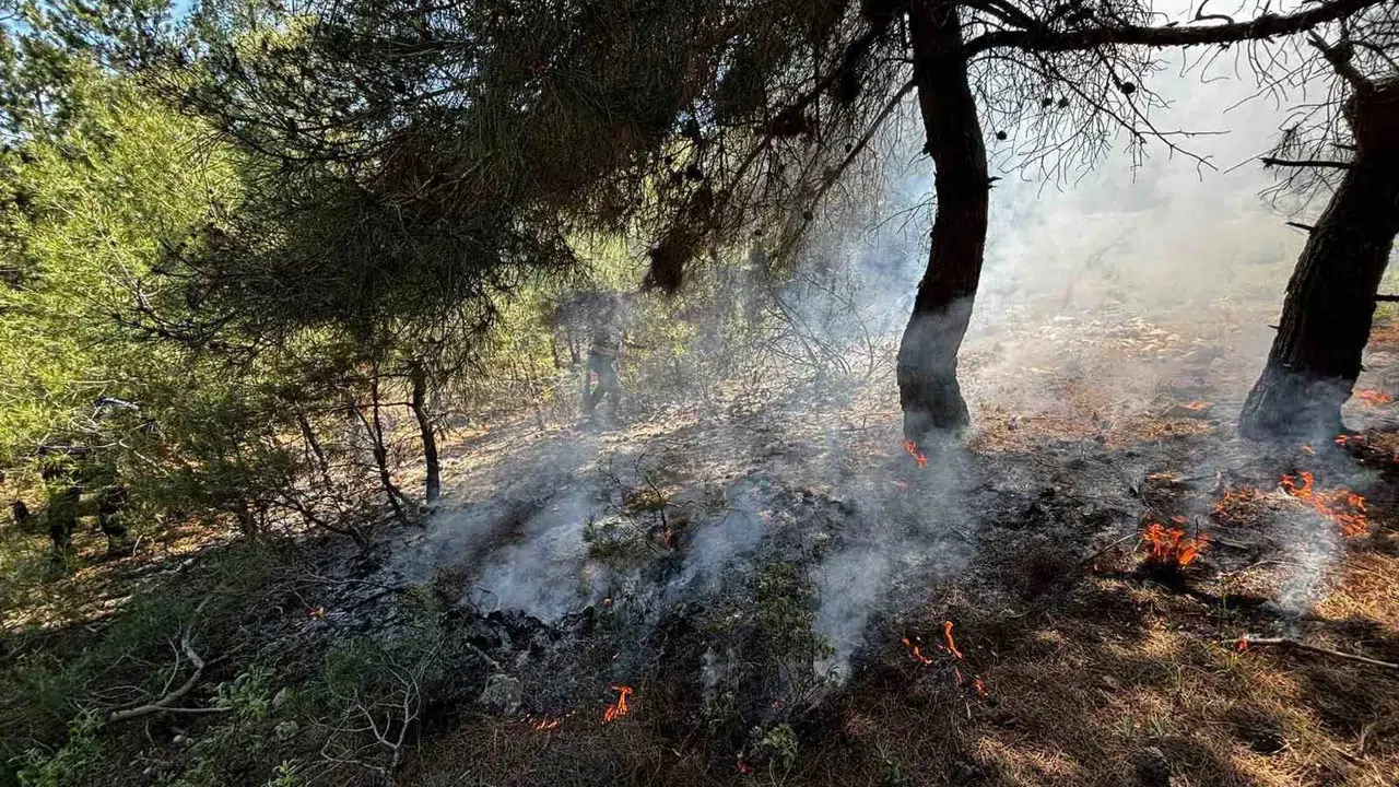 Bilecik'te ormanlık alanda korkutan dumanlar: Jandarma fark etti, facia önlendi