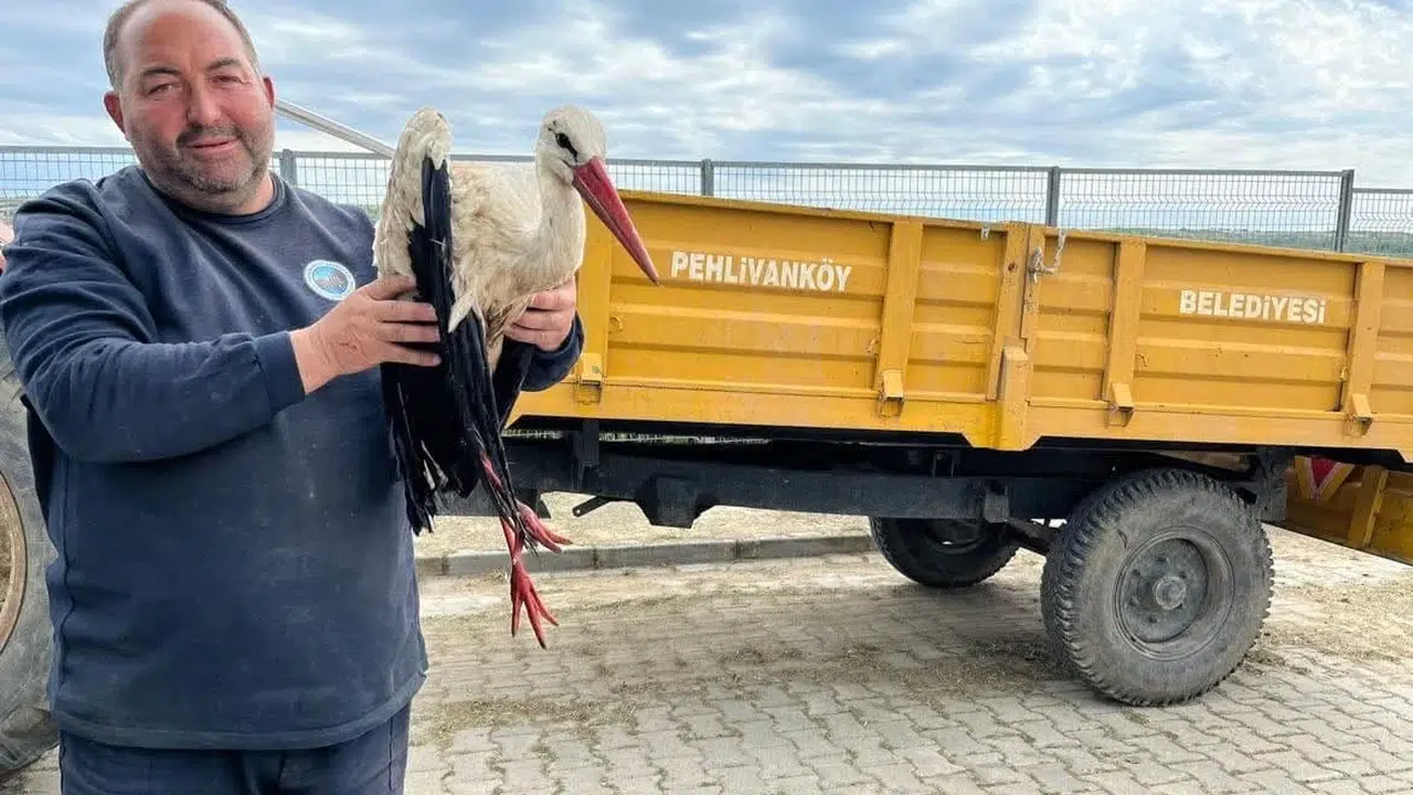 Gökyüzünün göçmeni yalnız kalmadı: Pehlivanköy’de yaralı leyleğe belediye sahip çıktı