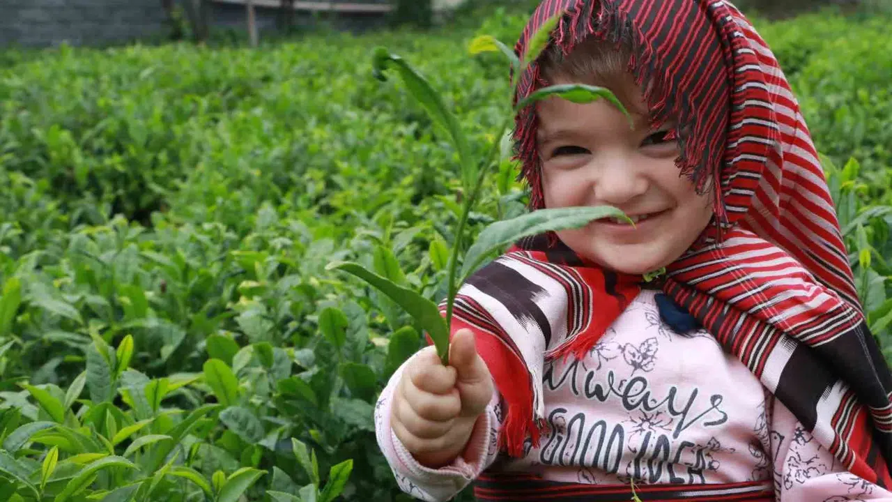 Çay üreticisine müjdeli haber: 2026 yaş çay taban fiyatı belli oldu