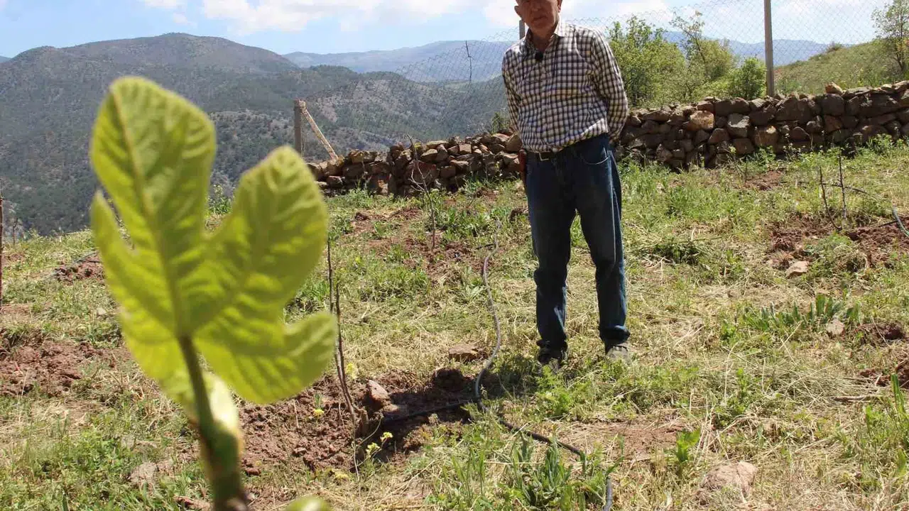 Ceviz ağaçları dondan yandı, emekli ziraat mühendisi çareyi incirde buldu: Çorum’un ilk ticari bahçesini kurdu