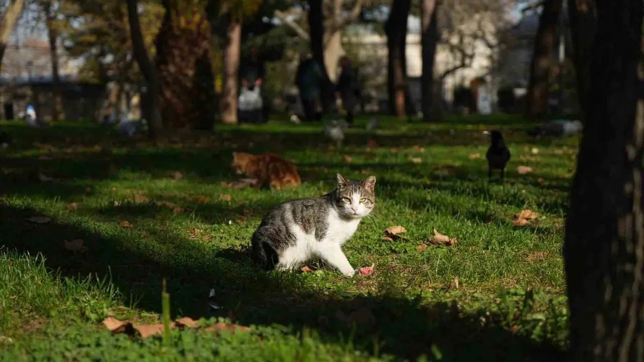 İstanbul’un kalbinde asırlık merhamet: Cami avluları kedilerin huzur yuvası oldu