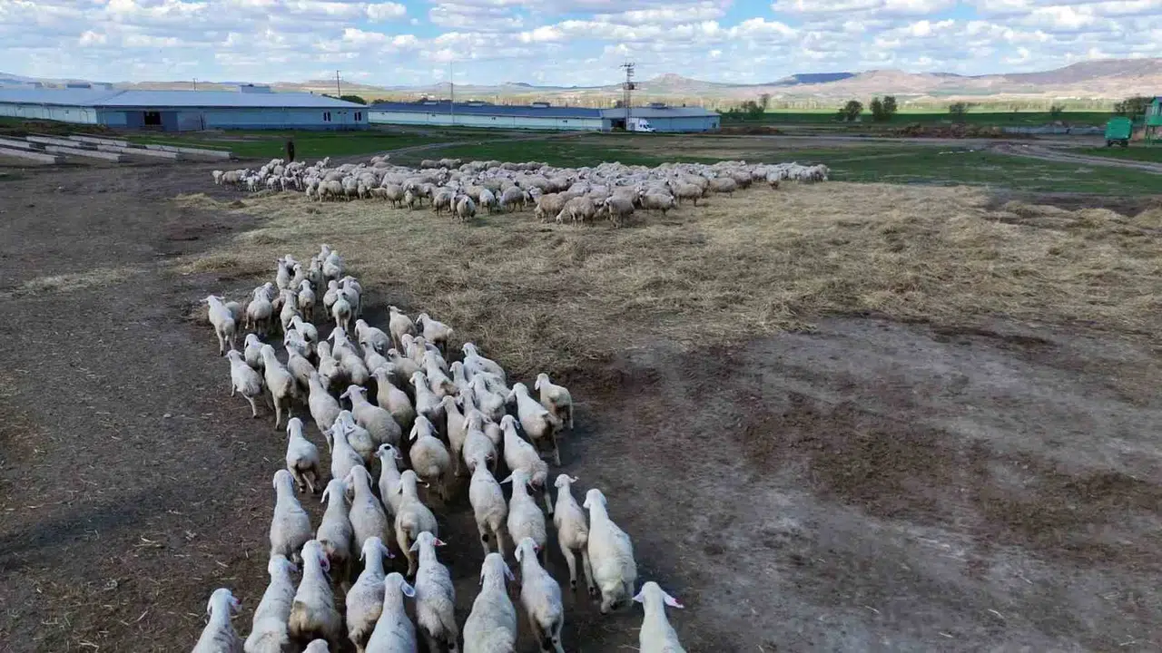 Sivas'ta Anneler Günü mucizesi: Yüzlerce koyun arasından annesini kokusuyla buldu