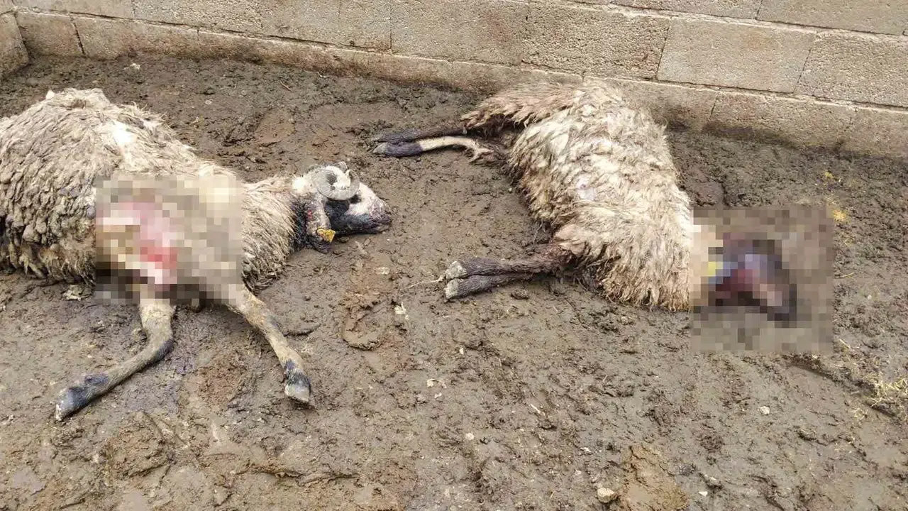 Kurban bayramı öncesi kabusu yaşadı: 300 hayvanın olduğu ağıla kurt girdi