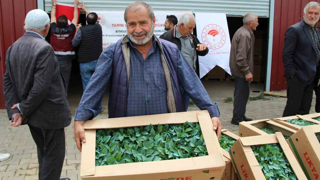 Bingöl’de tarım atağı: 570 çiftçiye dev fide desteği