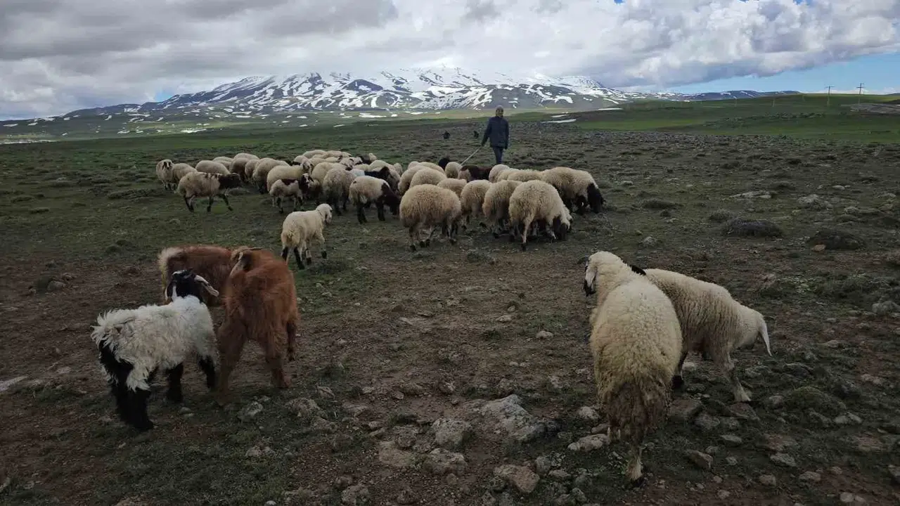 Adilcevaz’da yayla mesaisi başladı: Bereketli meralar hayvanları bekliyor