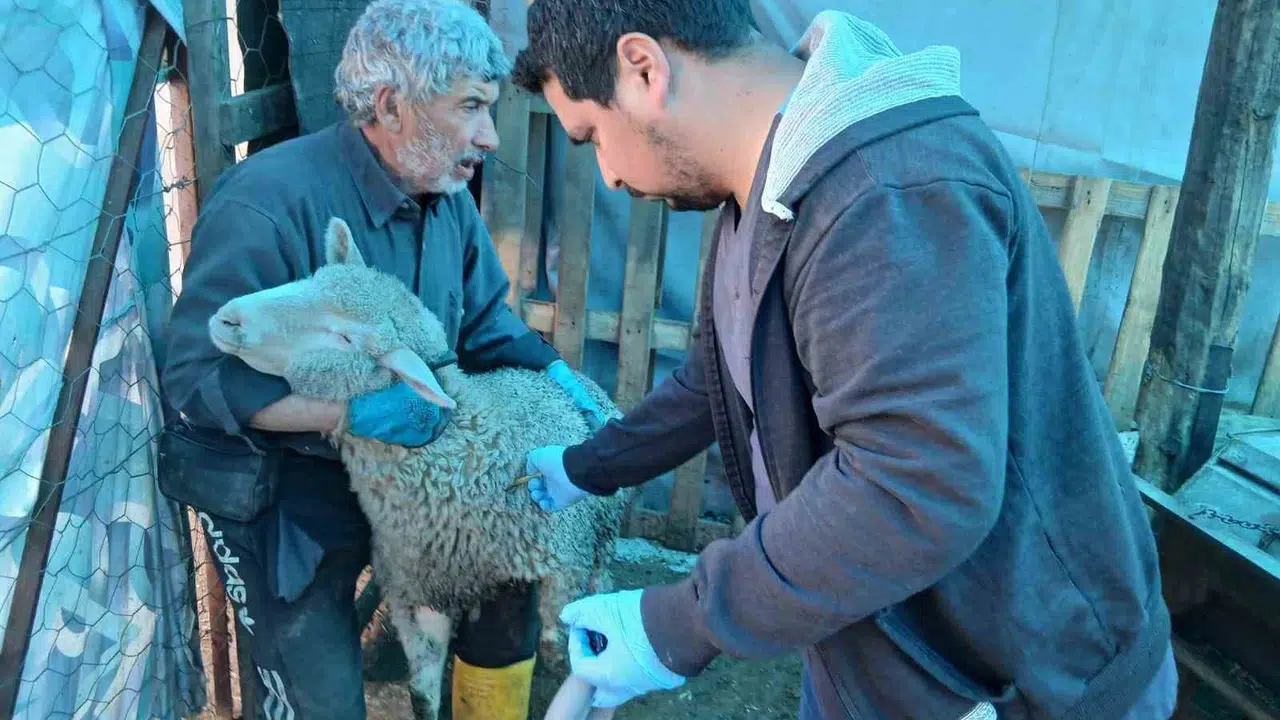 Emet’te çiftçinin yüzü gülüyor: Hayvanlar için dev koruma kalkanı