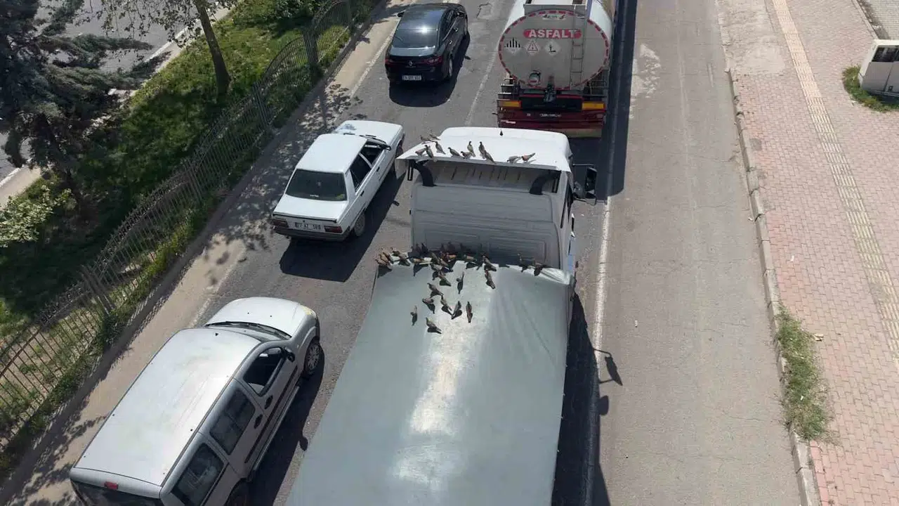 Trafik ışıklarını yemek zili yaptılar: Şanlıurfa’da kumruların zekası şaşkına çevirdi