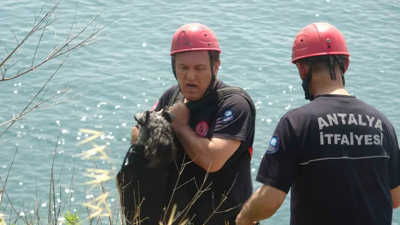 Kedinin peşinden 40 metrelik uçuruma yuvarlandı: Nika’nın nefes kesen kurtuluşu