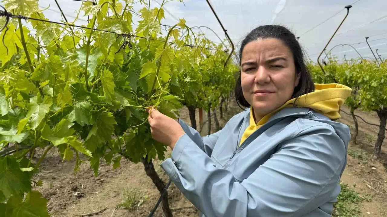 İlaçsız tarım olur mu diyenlere inat: Manisalı çiftçiden pestisitsiz zafer