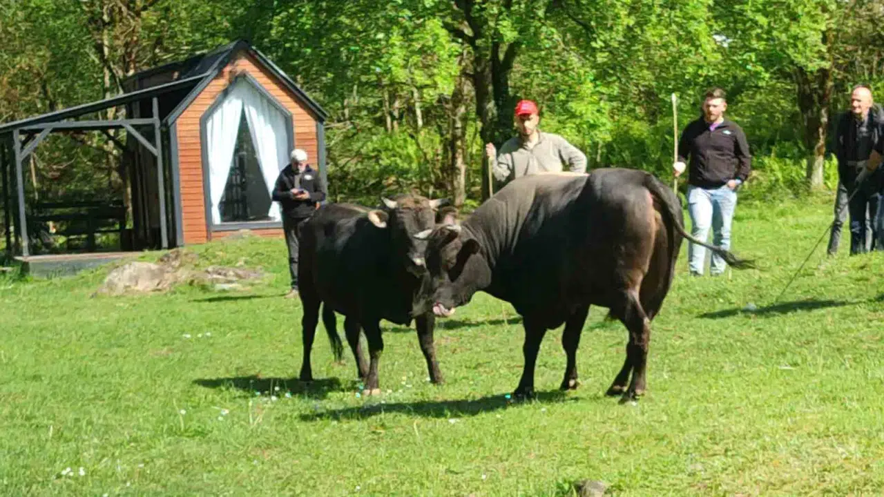 Rize’de nefesler tutuldu: Şampiyon boğalar için zorlu sınav başladı