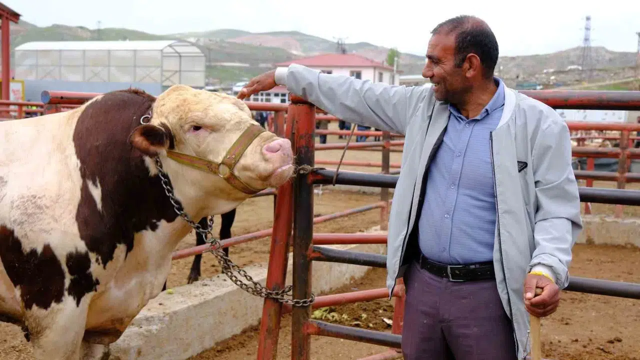 Van'da kurban pazarlığı kızıştı: 415 bin liralık satışla rekor kırıldı