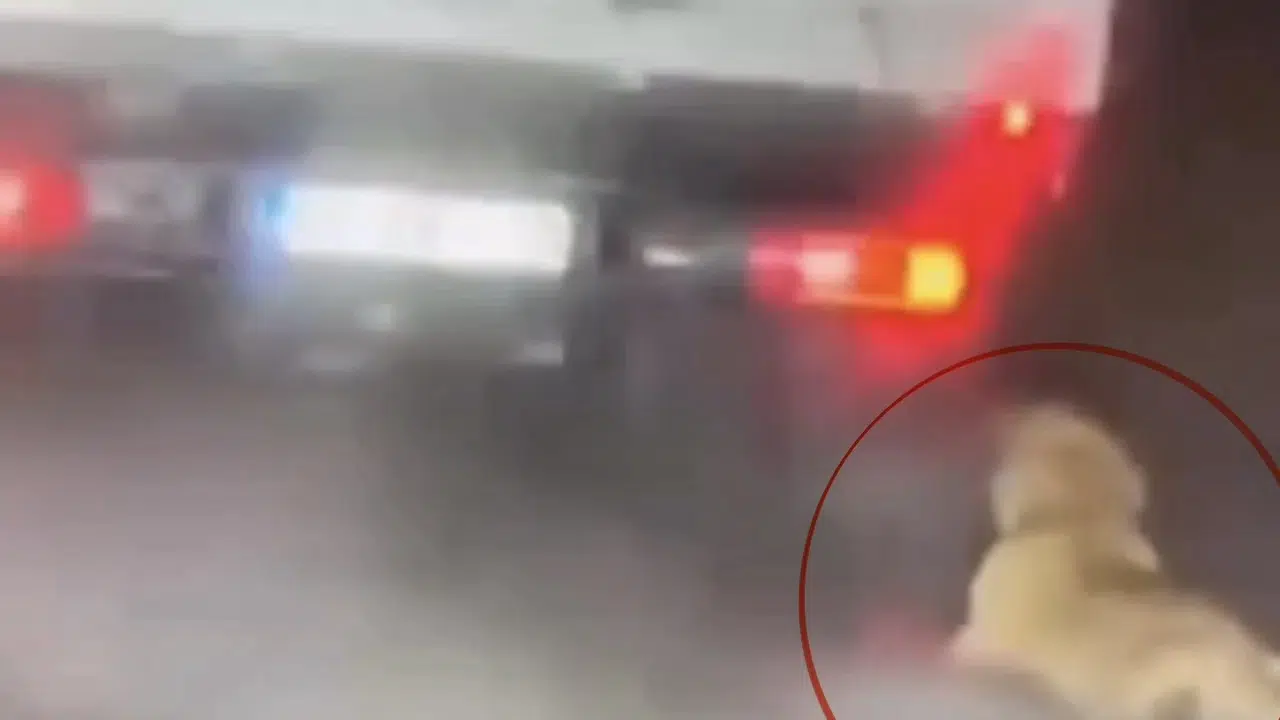 Samsun'da vicdanları sızlatan görüntü: Kamyonetin arkasında sürüklenen köpek için karar çıktı