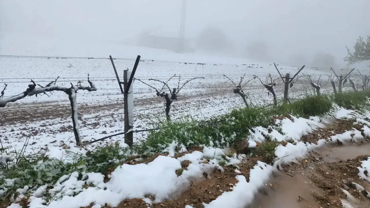 Manisa’da mevsim dışı sürpriz: Çiftçinin alın teri kar altında kaldı