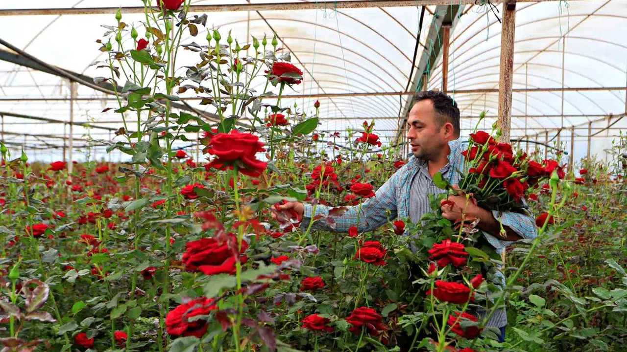Gül üreticisinin acı reçetesi: Serada 20 TL olan çiçek vitrinde 200 TL’ye satılıyor