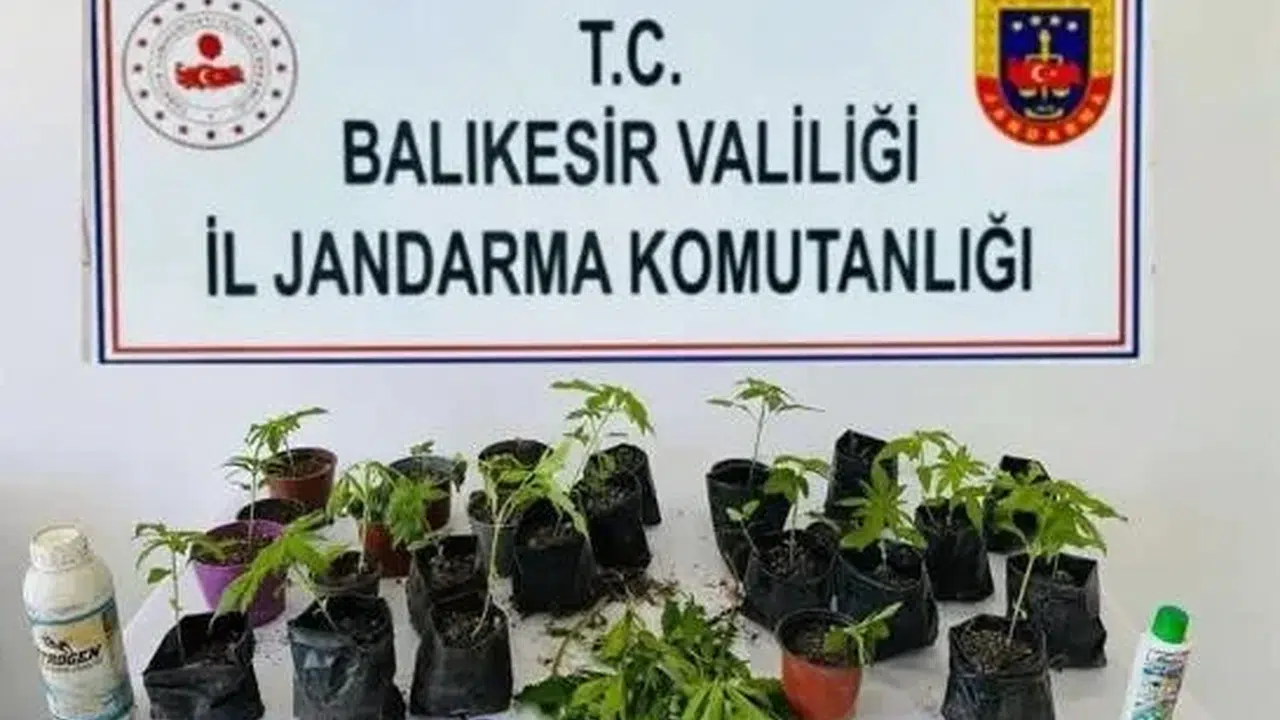 Erdek’te bahçesini uyuşturucu tarlasına çevirdi: Jandarma baskınında suçüstü yakalandı