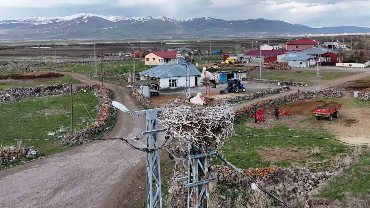 Baharın müjdecisi Ağzıpek’e döndü: Köyün her köşesi kanat sesleriyle şenlendi