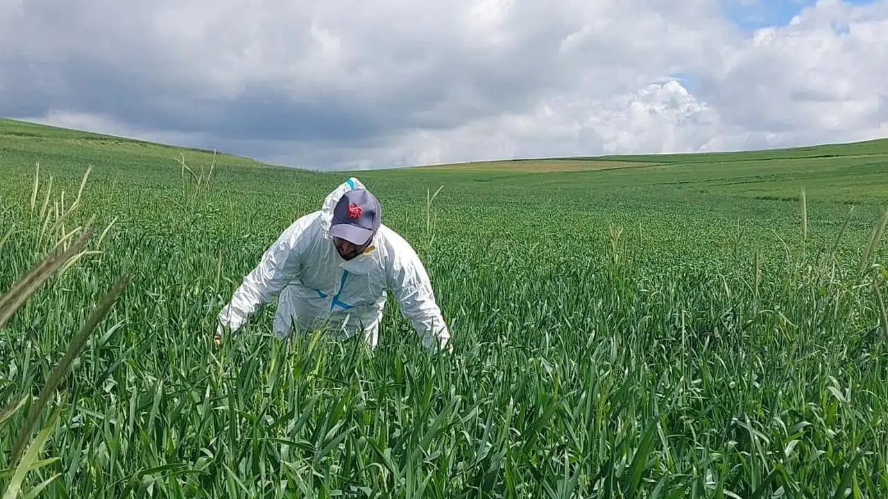 Hasat dönemi öncesi seferberlik: Yozgat’ta buğdayı korumak için dev operasyon
