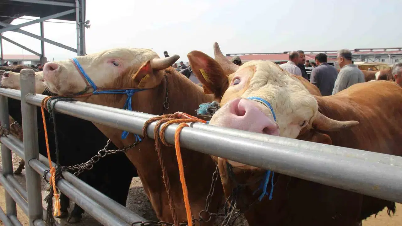 Çorum’da kurban telaşı: Besiciler ve alıcılar sıkı pazarlıkta buluştu