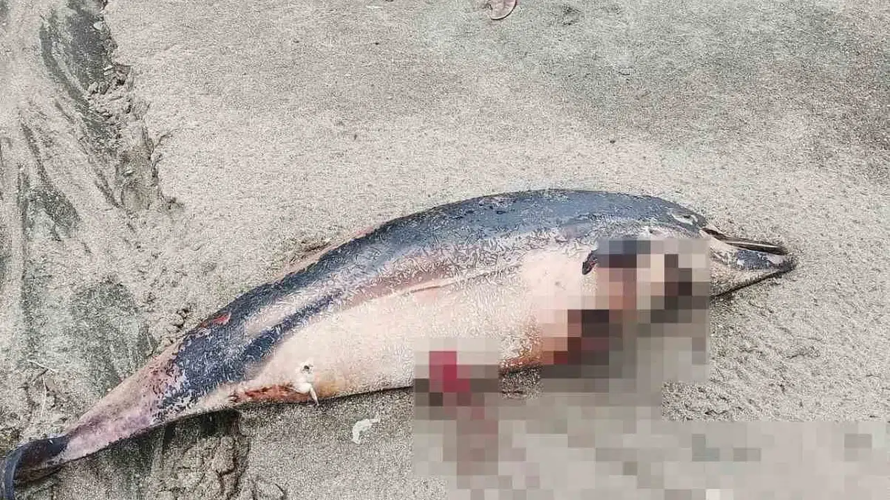 Trabzon’da ürküten manzara: Sahile vuran yunuslar bölge halkını ayağa kaldırdı