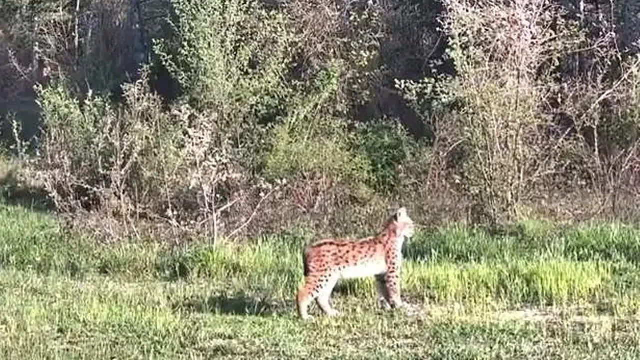 Ormanların gizemli misafiri objektiflere yakalandı: Ovacık'ta nadir görülen o anlar kayıt altında