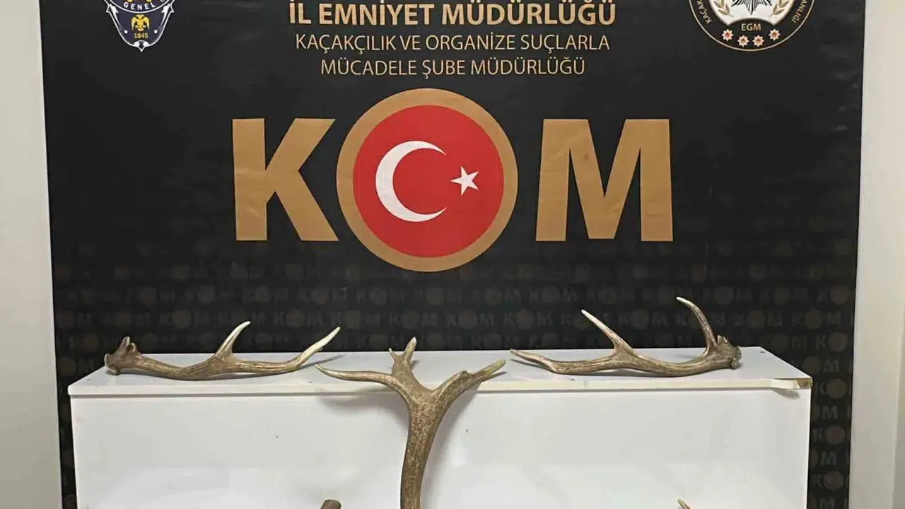 Kırşehir’de kaçak avcılık operasyonu: İş yerinden çıkanlar şaşkına çevirdi
