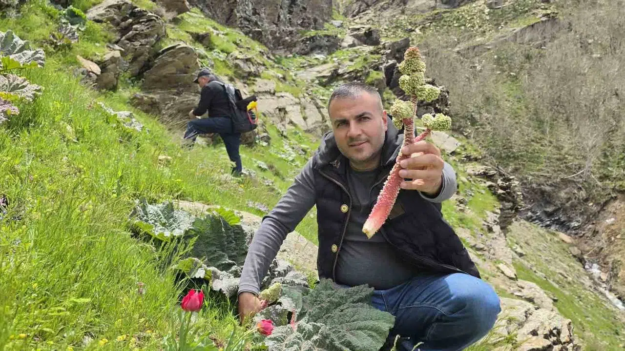 Dağların zirvesinde bahar bereketi: Bitlis’te ’yayla muzu’ mesaisi başladı