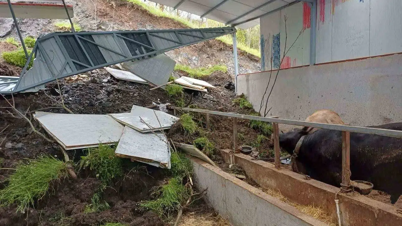 Bilecik'te çiftlikte facia: Toprak altında kalan hayvanlardan acı haber geldi