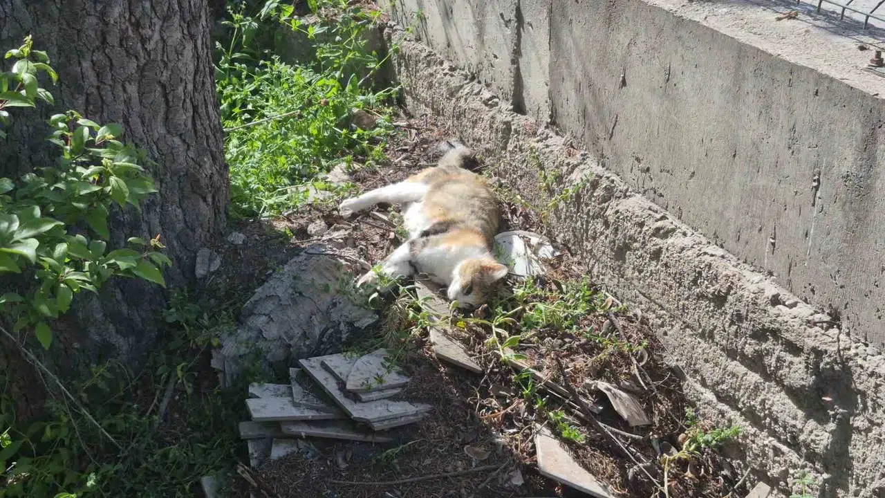 Eskişehir'de vicdansızlık: Mahalleli kedilerin peş peşe ölümüne isyan etti