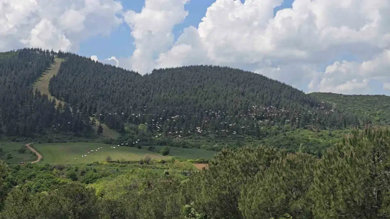 Marmara semalarında görsel şölen: Göç yolundaki pelikanlar görenleri büyüledi