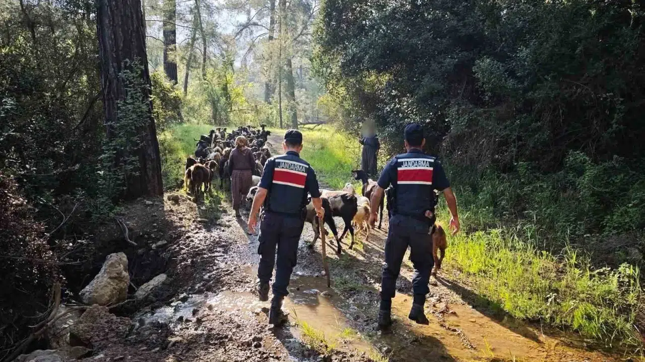 Sürüden ayrılan 41 keçinin izini sürdüler: Jandarma seferber oldu, hayvanlar sağ salim bulundu