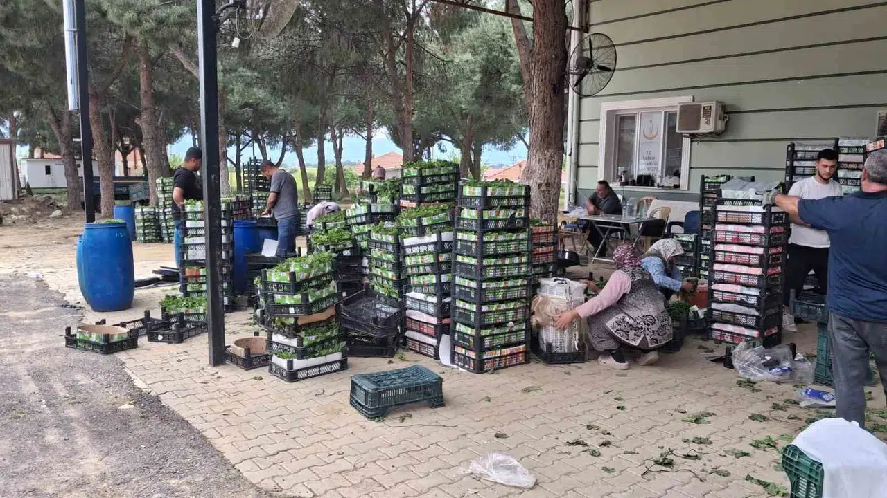 Üzümün habercisi yüzleri güldürdü: Sarıgöl'de bağ yaprağı bereketi