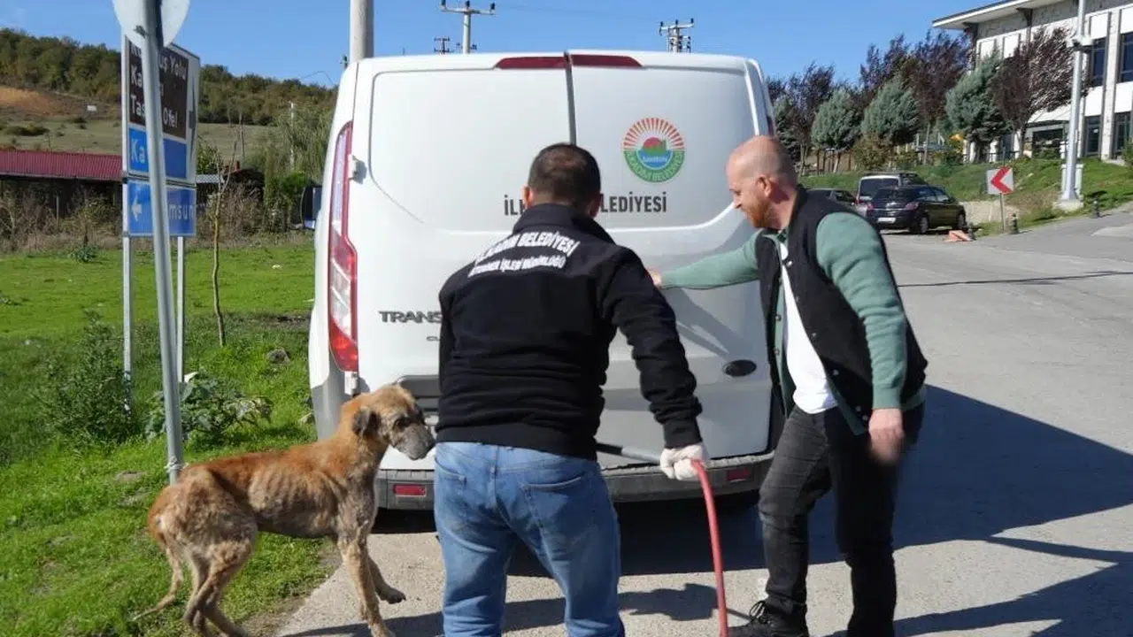 Başkan Kurnaz’dan ilçe belediyelerine çağrı: Sokak hayvanları için ortak çözüm şart