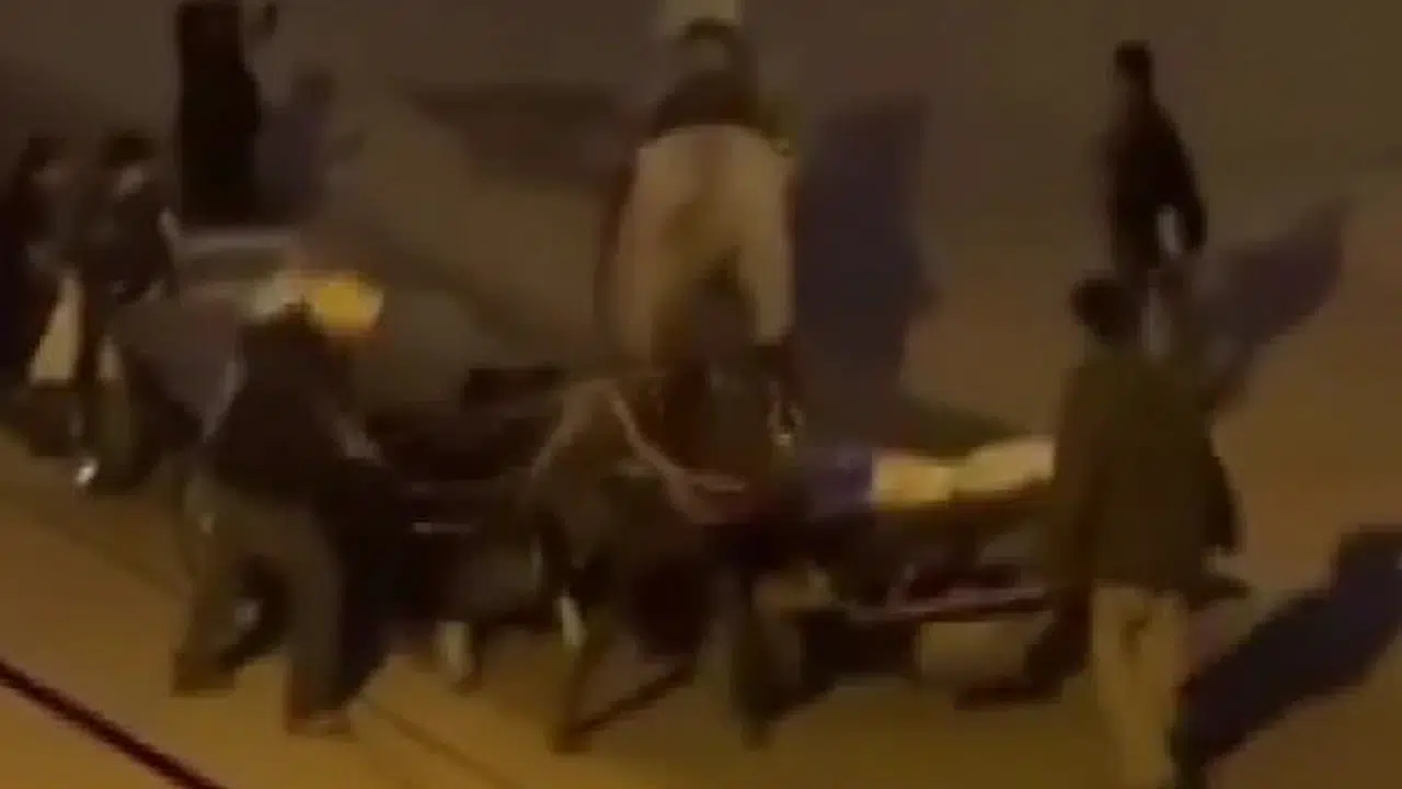 Adana'da vicdanları sızlatan anlar: Savunmasız hayvanlara kırbaçlı saldırı