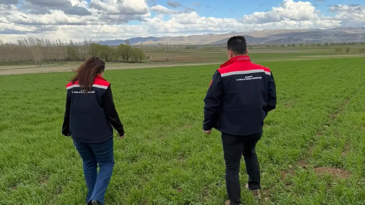 Hasat öncesi kritik mesai: Aydıntepe’de tarlalar mercek altına alındı