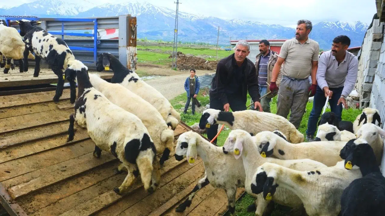 Lezzet yolculuğu başladı: Erzincan’ın meşhur tulum peyniri için yaylalara göç vakti