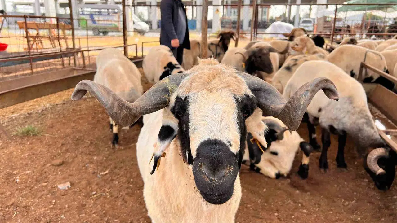 Kurban pazarlarında bayram öncesi sessizlik: Besiciler fiyatları kırdı, alıcı bekliyor