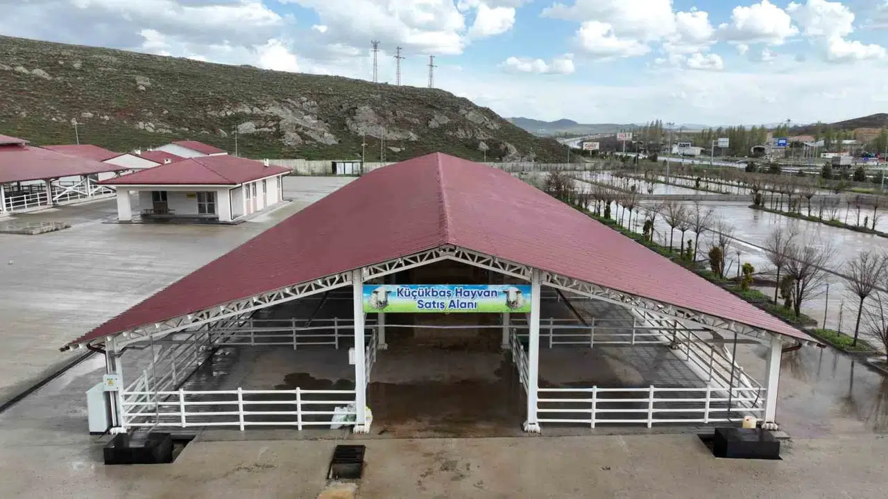 Besicilerin gözü kulağı Sivas’ta: 2026 Kurban Pazarı için geri sayım başladı