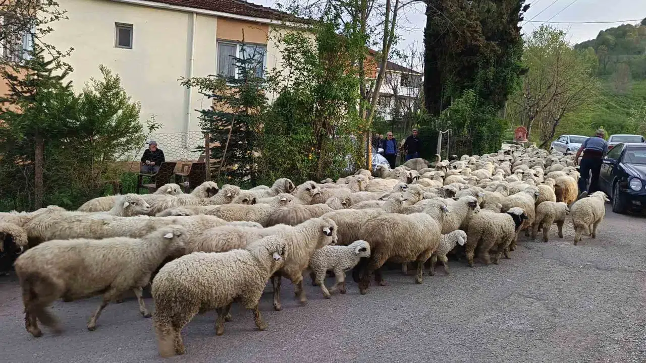 Ordu’da binlerce koyun yollara düştü: Yaylalarda 5 aylık zorlu mesai başlıyor