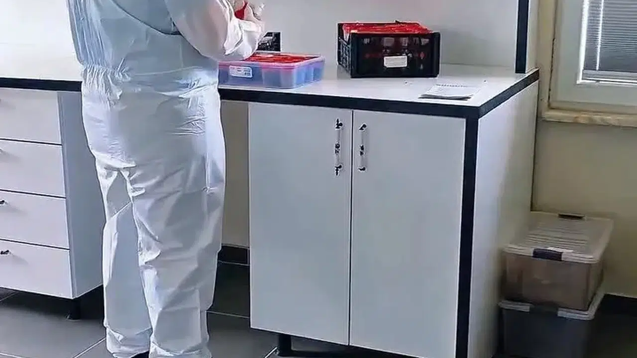 Sinop ormanlarının  terminatör  koruyucuları göreve başladı: 12 binden fazla böcek doğaya salındı