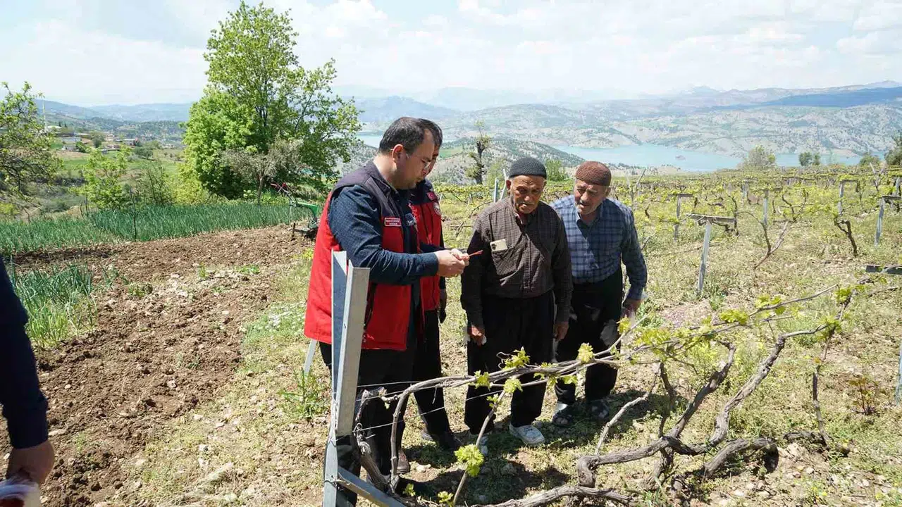 Bertiz’in altın sarısı üzümüne dev koruma kalkanı: Kimyasal ilaca veda ediliyor