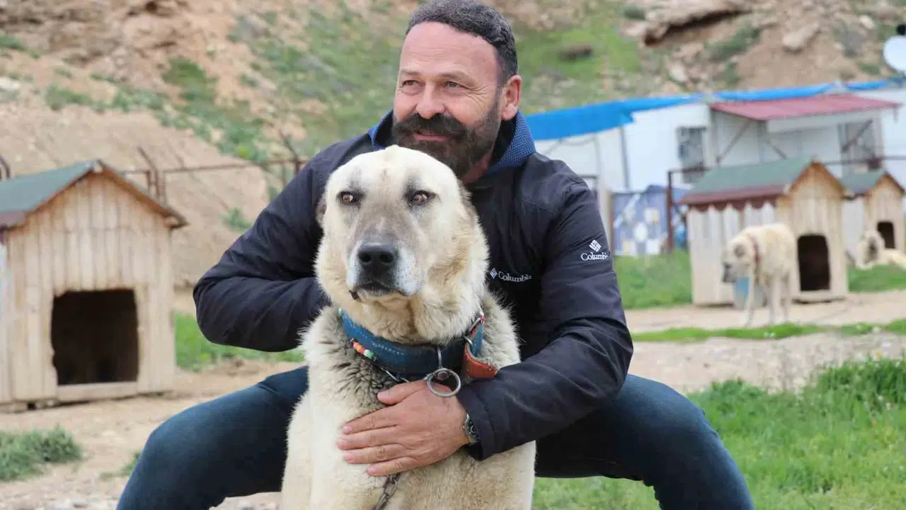 Anadolu'nun gururu mevsim şaşkını: Kangallar iklim dengesizliğine yenik düştü