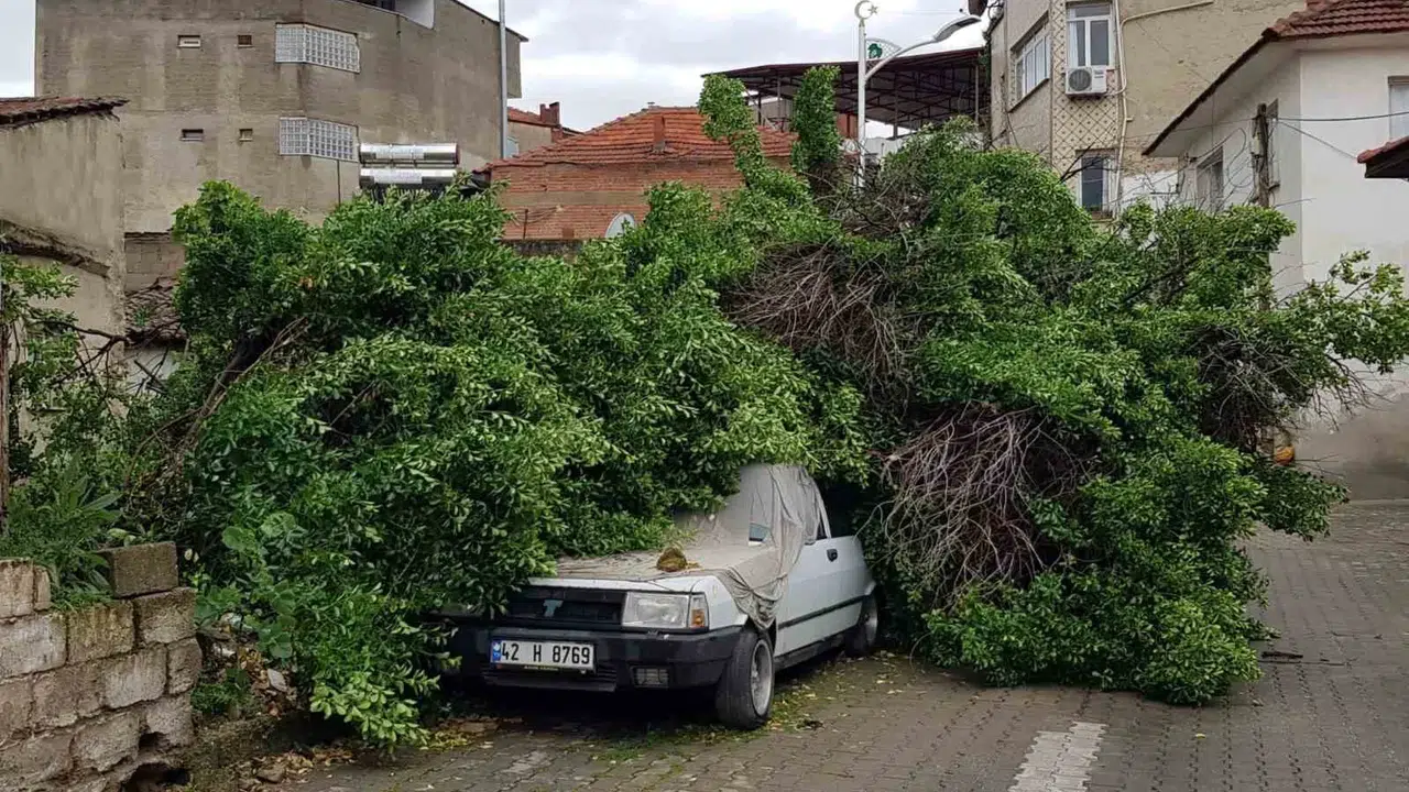 Sarıgöl’de korkutan anlar: Asırlık ağaç otomobili hurdaya çevirdi