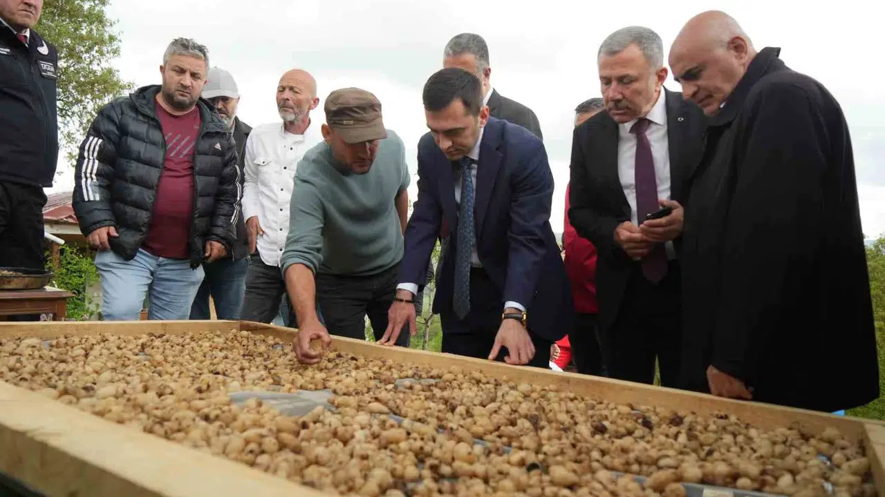 Topraktan fışkıran servet: Kilosu 12 bin lirayı buldu, üreticinin yüzü gülüyor