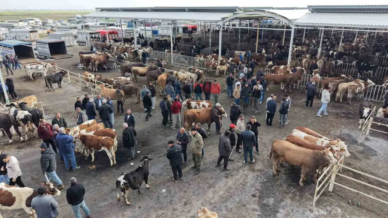 Aksaray'da kurban pazarlığı kızıştı: Fiyatlar 15 bin liradan başlıyor
