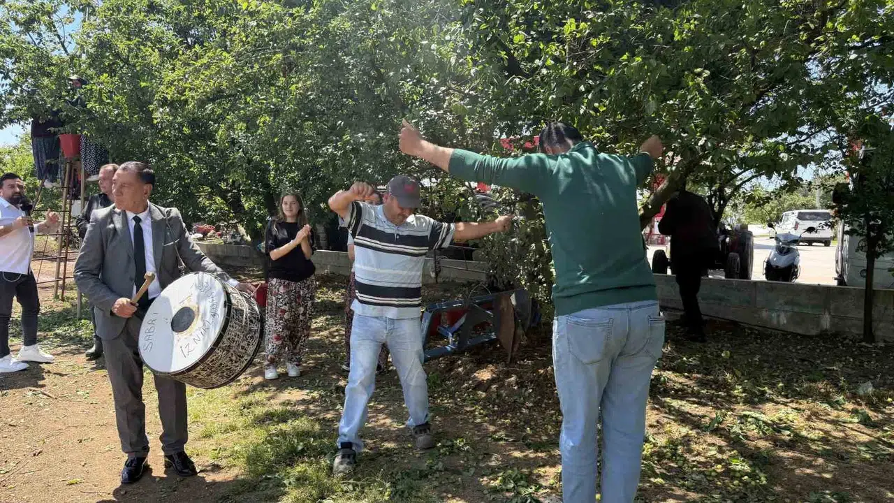 Geçen yılın yaralarını rekolte bereketiyle sardılar: İznik ovasında erik hasadı şölen havasında başladı