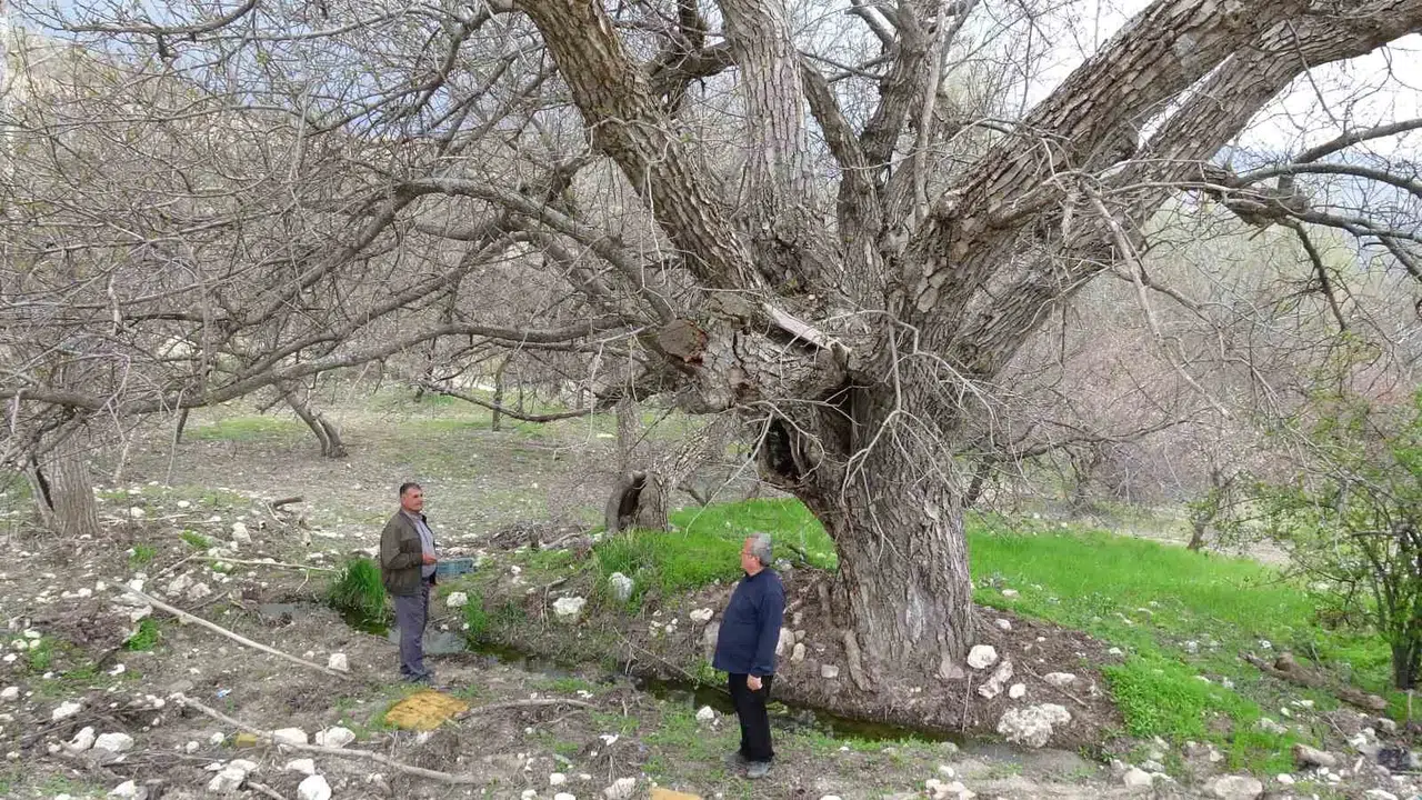 Malatya’nın asırlık tanığı: 270 yıldır meyve veriyor